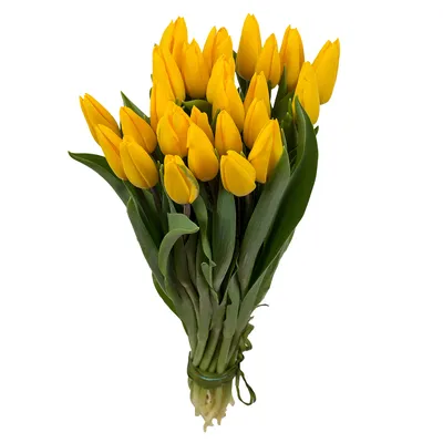 Жёлтые тюльпаны совсем не вестники разлуки. Разрушаем мифы о цветах