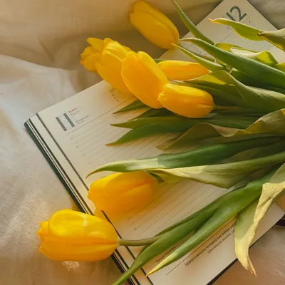 Заказать Букет 51 желтый тюльпан в Киеве