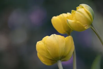 купить тюльпаны, цветы на 8 марта, букет цветов. Цена 3830 руб.