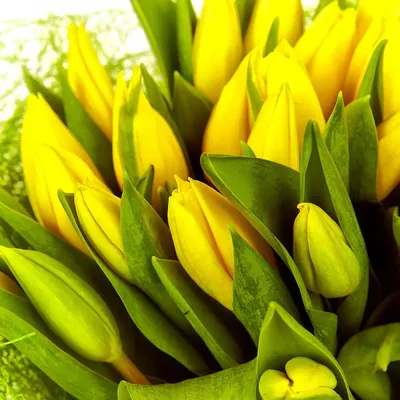 Желтые тюльпаны 15, цветы и подарки в Сочи, купить за 3 790 ₽ | Фото,  отзывы, цены