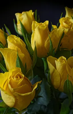 Букет 19 попугайных желтых тюльпанов с форзицией купить с доставкой в СПб