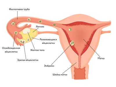 Женские половые органы: строение, менструальный цикл, развитие яйцеклетки