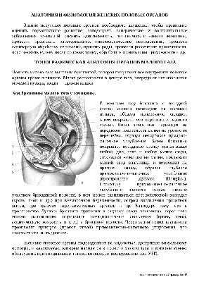 анатомия и физиология женских половых органов | Конспекты лекций Акушерство  и гинекология | Docsity