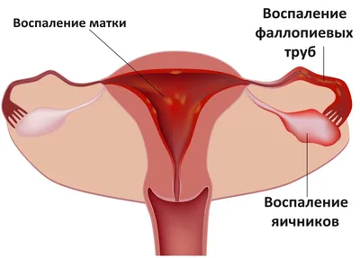Размеры женских половых органов: исследования ученых и статистика