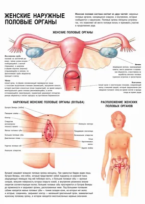Клитор женского полового органа для уроков анатомии стоковое фото ©josekube  140893452