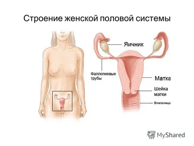 Аномалии развития половых органов | Курортная Клиника Женского Здоровья