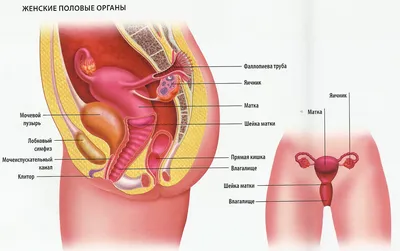 Взросление подростка: важные органы и части тела девочек | Сайт психологов  b17.ru | Дзен
