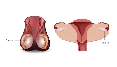 Анатомия женских половых органов (1) - презентация онлайн