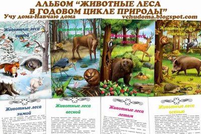 Купить журнал Животные леса 9 2018 XT-1-002587