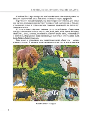 Иллюстрация 8 из 9 для Плакат \"Животные леса и тайги\" (2687) | Лабиринт -  книги. Источник: Елена