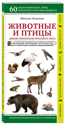 Что делать, если встретил в лесу дикое животное? - «Экология России»