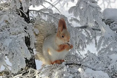 Звери зимой в лесу - 75 фото