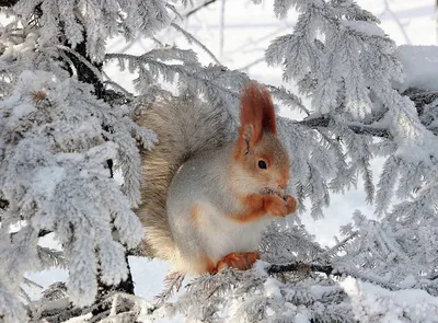 Картинки животные зимой фотографии