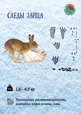 Животные зимой. Обсуждение на LiveInternet - Российский Сервис  Онлайн-Дневников | Самые милые животные, Животные, Белка