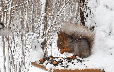 Зимние картинки с животными - 77 фото