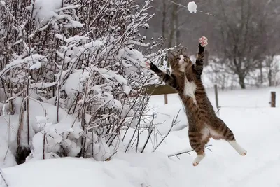 Забавные и симпатичные животные зимой | FotoRelax