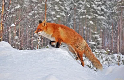 В полёте🙂 #белка #белочка #природа #животные #зима #снег #январь #squirrel  #animals #nature #naturephotography #winter #snow | Instagram