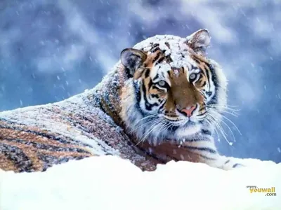Каких животных можно увидеть на природных территориях зимой 2022 года -  Агентство городских новостей «Москва» - информационное агентство