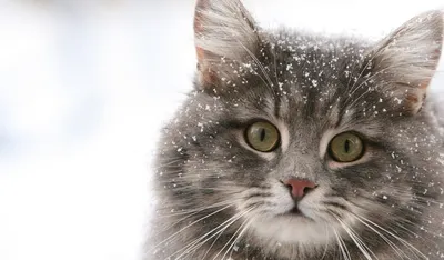 Дикие животные зимой - красивые фото