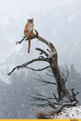 Животные в снегу (37 фото)
