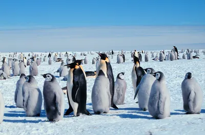 Водные животные антарктиды - 68 фото