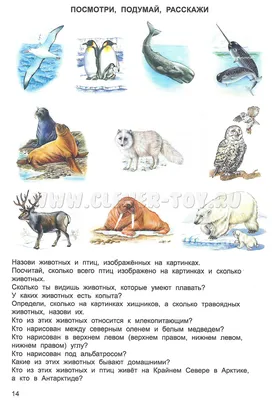 Постер Животные Антарктиды - купить и скачать