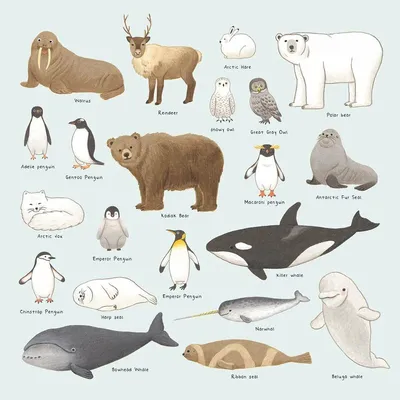 Картинки животных антарктиды фотографии