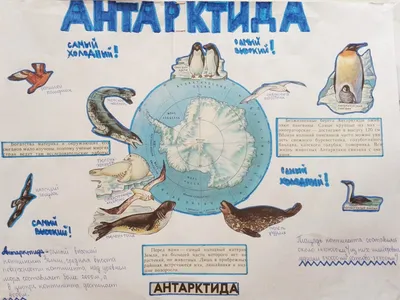 Флора Антарктиды. Морская жизнь животных и птиц. Иллюстрация вектора -  иллюстрации насчитывающей снежок, заводы: 179101714