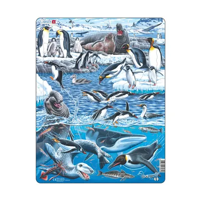 КТО ЖИВЕТ В АНТАРКТИДЕ. Пингвины, киты, тюлени, кашалоты, морские животные  - ролик для детей 0+ - YouTube