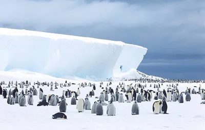 FH48 - Животный мир Антарктики - купить пазл в интернет-магазине Вверх  Тормашками в Барнауле