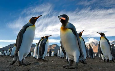 Ледяные рыбы, тюлени-крабоеды, киты и золотоволосые пингвины: знакомимся с  животными Антарктиды - Папамамам — МИФ