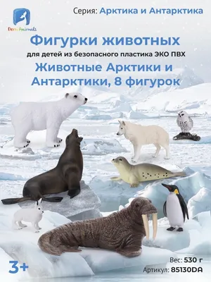 Дидактические карточки \"Животные Арктики и Антарктики\" МГП-9077 в Москве |  CLEVER-TOY.RU