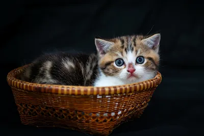 Фотографии котенок коты Корзинка Взгляд Животные