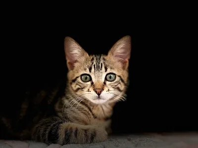 Котенок Pet Feline - Бесплатное фото на Pixabay - Pixabay