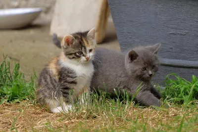 2 пушистых котят играя на траве Маленькие котята очень активные, смешные  животные Стоковое Фото - изображение насчитывающей актеров,  предприниматель: 123916570