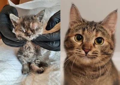 Какими выросли котята: фото в 3 недели и в 9 месяцев | Пикабу