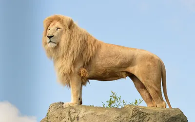 Картинки животных лев фото