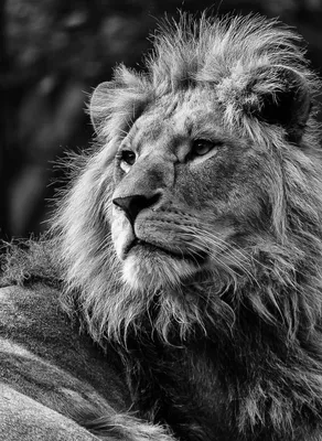 Лев, царь зверей | Пикабу
