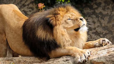 Дикие кошки, животные, обои, фото, львы, лев, африка, прир… | Flickr