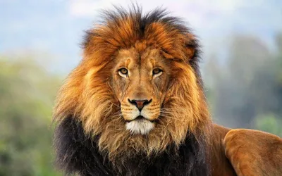 Портреты животных: африканский лев — Фото №1342490