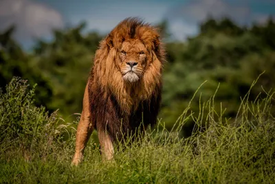 Тотемное животное — Лев!: Персональные записи в журнале Ярмарки Мастеров