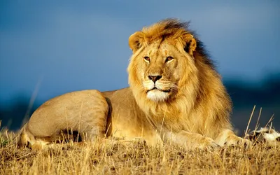 Король лев животных стоковое изображение. изображение насчитывающей джунгли  - 185934347