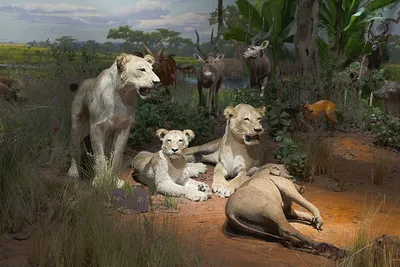 Лев, цври зверей животное, портретное…» — создано в Шедевруме