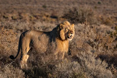 Царь животных лев - 73 фото