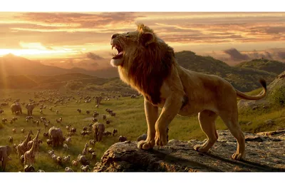 Изумительное фото льва с большой гривой Король животных Стоковое Фото -  изображение насчитывающей мощно, сон: 116999524