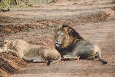 В мире животных: лев попытался познакомиться с самкой, но это не