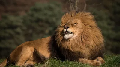 Царь зверей, лев альбинос, щенок …» — создано в Шедевруме