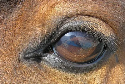 Лошадь стала самым популярным сельскохозяйственным животным Якутии -  Информационный портал Yk24/Як24