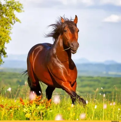 Амуниция для лошади: список вещей, необходимых для содержания животного