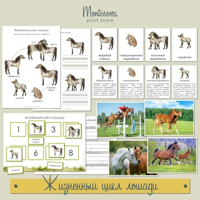 BB.lv: Вольные лошади более понятливые - исследование